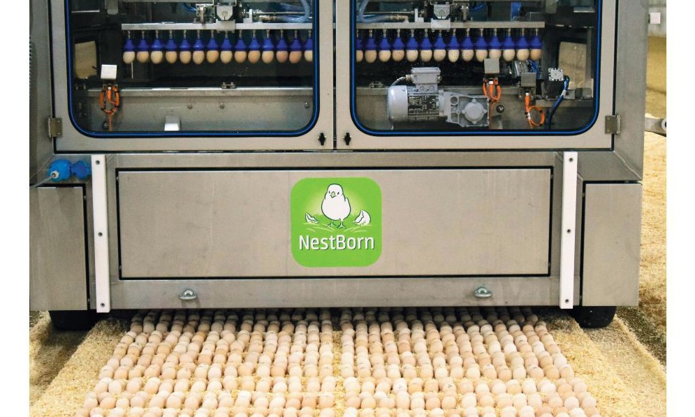 NestBorn: innovatie & ondernemen - Pluimveekrant